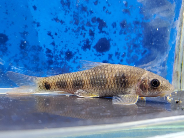 セブンドットガラ　2025年12月入荷！