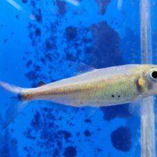 ブリコノプスsp.パパガイオ　マットグロッソ　2025年入荷！