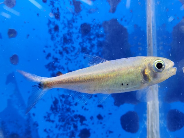 ブリコノプスsp.パパガイオ　マットグロッソ　2025年入荷！