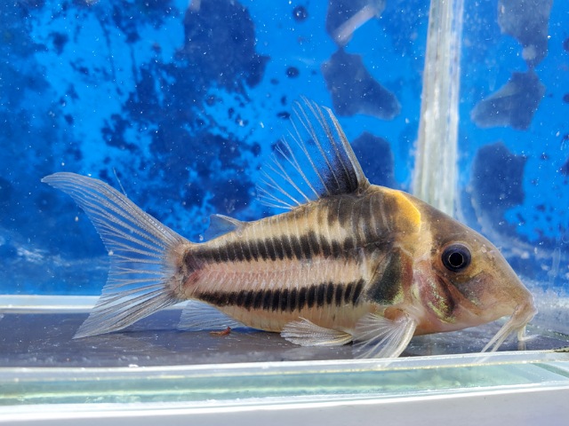 コリドラス　ビファシアータス