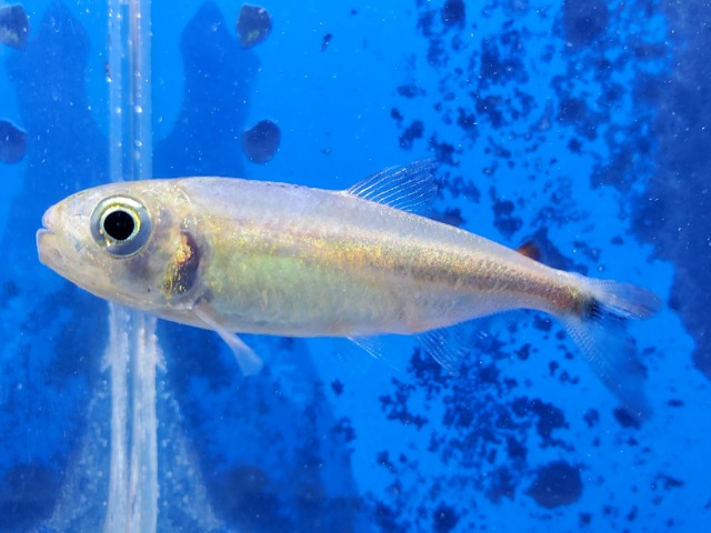 ブリコノプスsp.