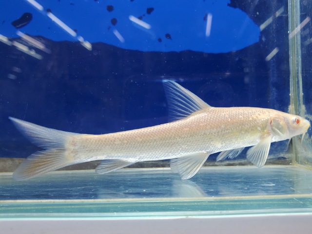 アルビノルシオバルブス