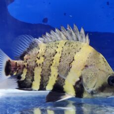 ニューギニアダトニオ　2025年11月入荷！