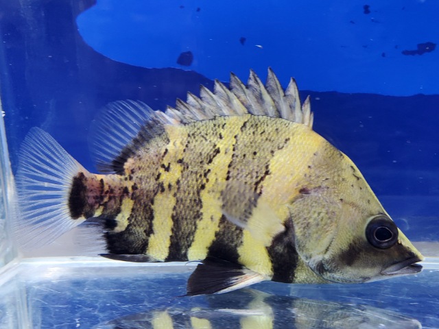 ニューギニアダトニオ　2025年11月入荷！