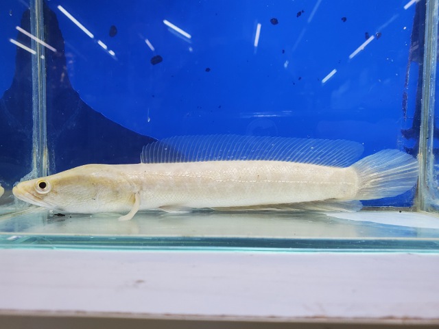 アルビノカムルチー