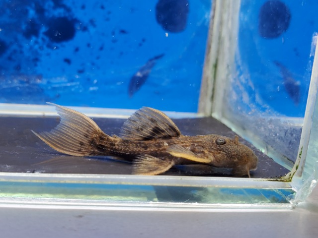 スカーレットトリムプレコ