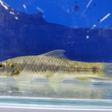 ガラsp.　ブルマニクス　2025年12月入荷！