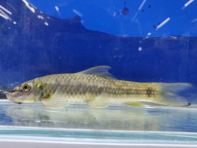 ガラsp.　ブルマニクス　2025年12月入荷！