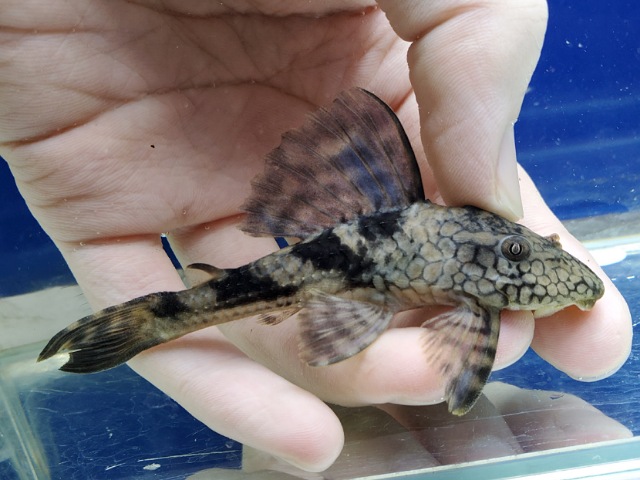 スネークスキンプレコ