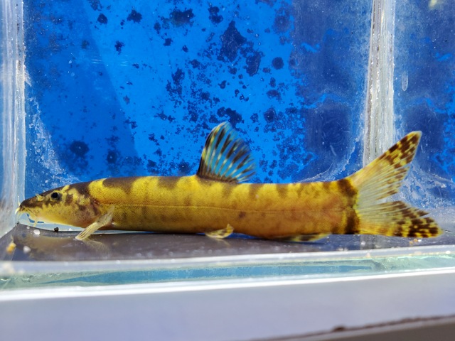 レプトボティア　チャンギ