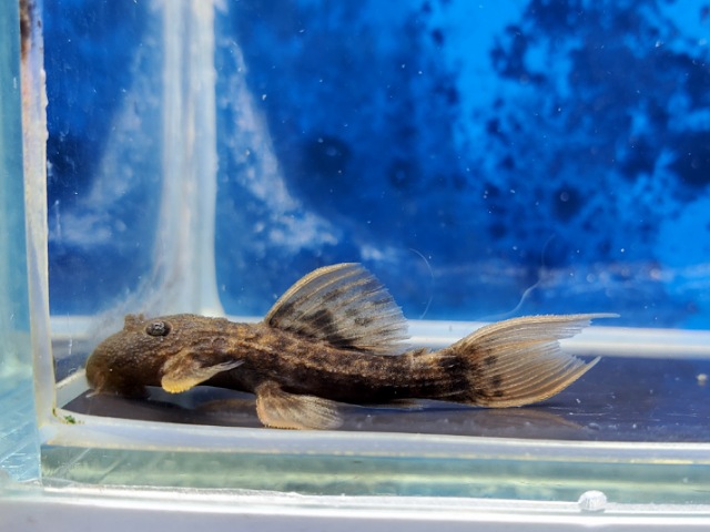 スカーレットトリムプレコ