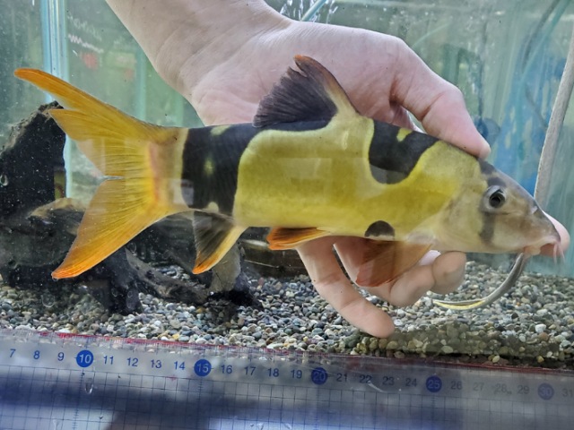 クラウンローチ