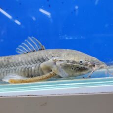 カリクティスカリクティス　ヒレ欠け　2025年入荷！