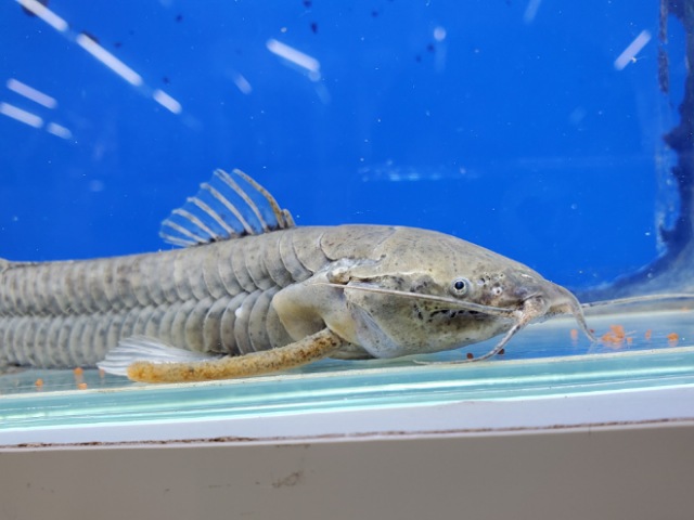 カリクティスカリクティス　ヒレ欠け　2025年入荷！