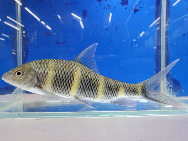 中国クラウンバルブ