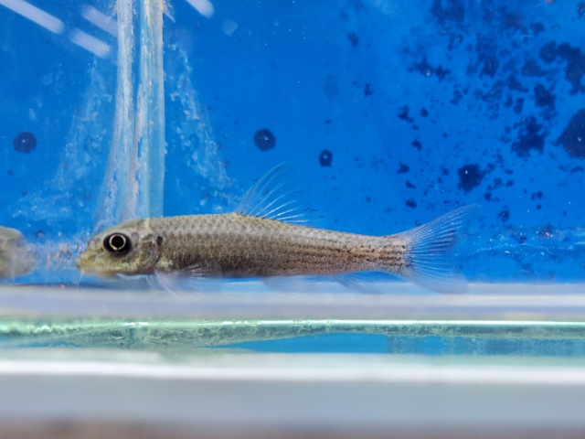 レッドテールガラ