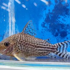 コリドラス　ハラルドシュルツィ　2025年12月入荷！