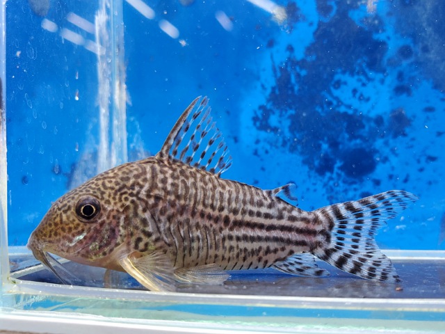 コリドラス　ハラルドシュルツィ　2025年12月入荷！