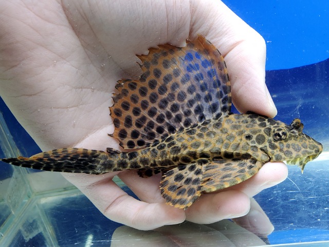 アカリボルダード