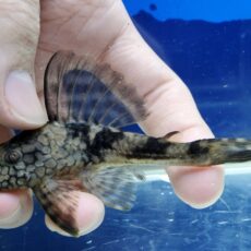 スネークスキンプレコ　2025年12月入荷！