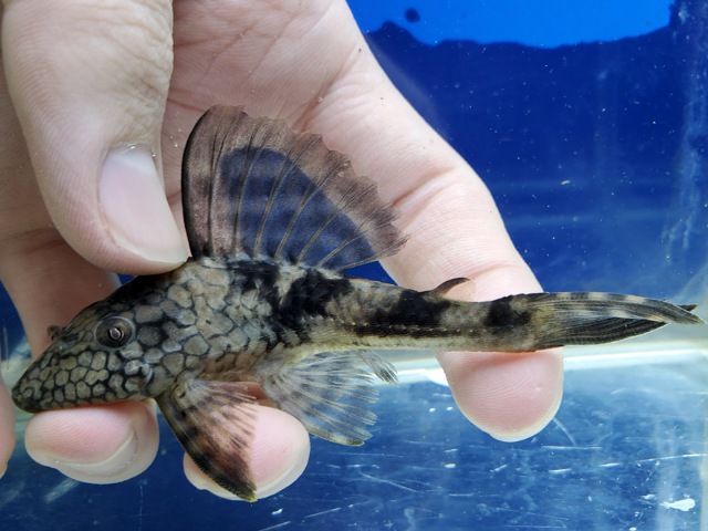 スネークスキンプレコ　2025年12月入荷！