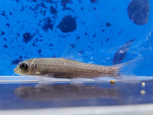 レッドテールガラ