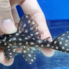 ファンシースポットペコルティア　ビッグスポット　大特価！