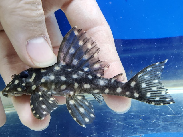 ファンシースポットペコルティア　ビッグスポット　大特価！