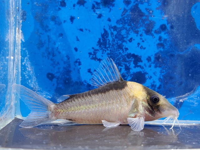 コリドラス　イミテーター