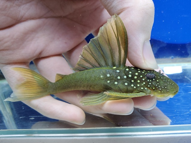 ゴールデンブルーフィンペコルティア