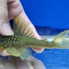 ゴールデンブルーフィンペコルティア　2025年入荷！