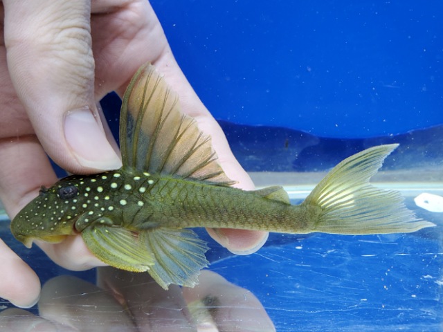 ゴールデンブルーフィンペコルティア　2025年入荷！