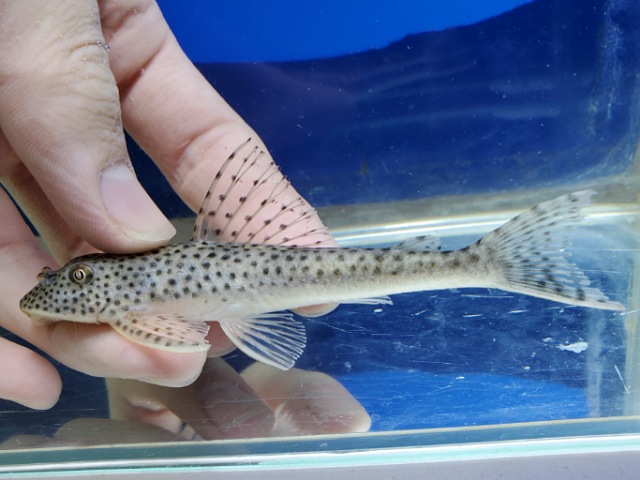 ホワイトクプープレコ