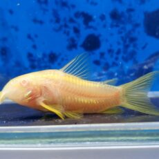 コリドラス　イルミネータスオレンジアルビノ　大特価！