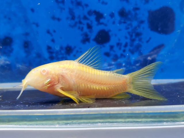 コリドラス　イルミネータスオレンジアルビノ　大特価！