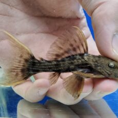 スカーレットトリムプレコ　2025年入荷！