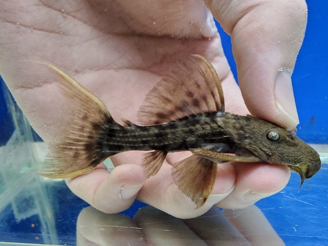 スカーレットトリムプレコ　2025年入荷！