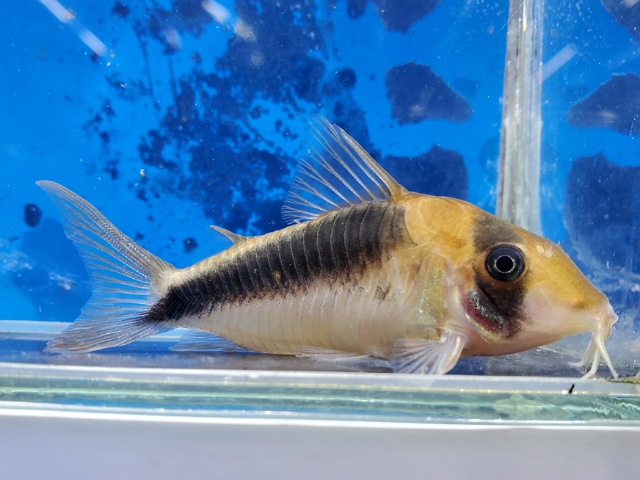 コリドラス　セミロングノーズブロードバンドデビットサンジィ