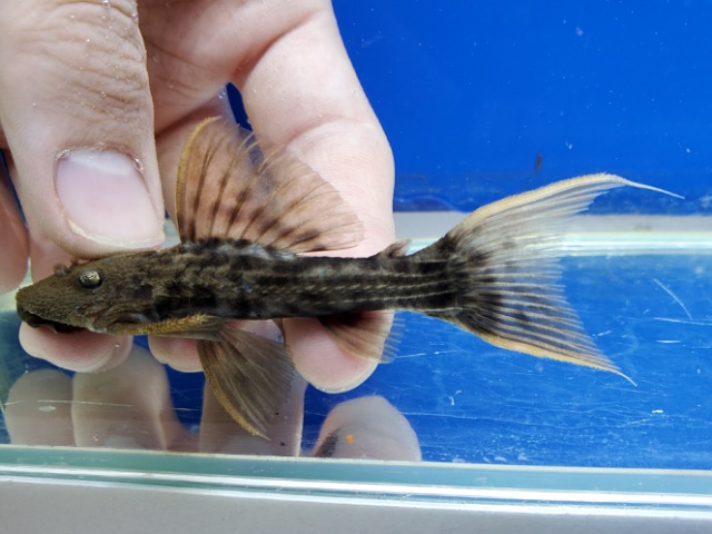 スカーレットトリムプレコ