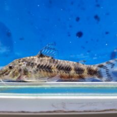 アスピドラスsp.ブラックライン　2025年12月入荷！