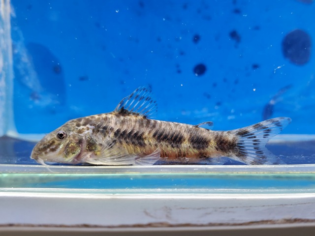 アスピドラスsp.ブラックライン　2025年12月入荷！