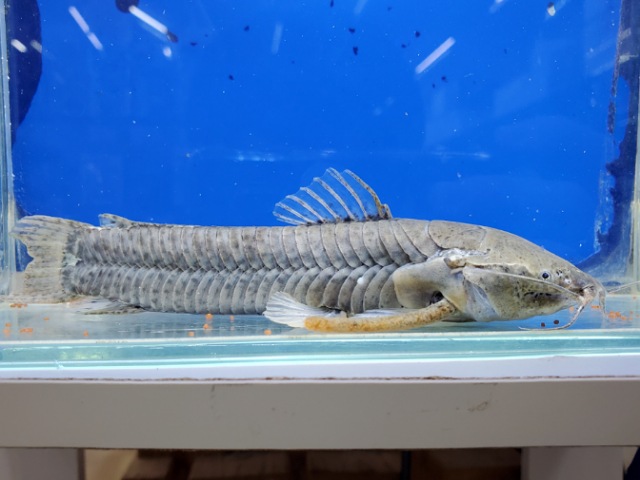 カリクティスカリクティス