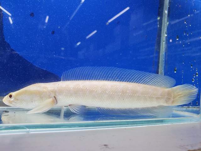 アルビノカムルチー