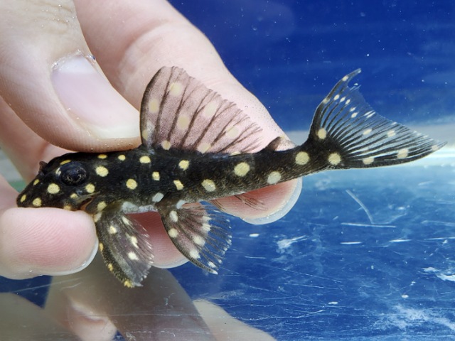 ファンシースポットペコルティア