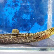 ヤマウツボ　大特価！　2026年1月入荷！