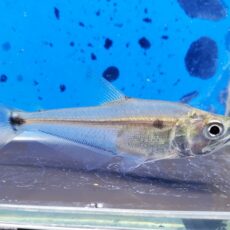 ガレオカラックスsp.ペルー　2026年1月入荷！　