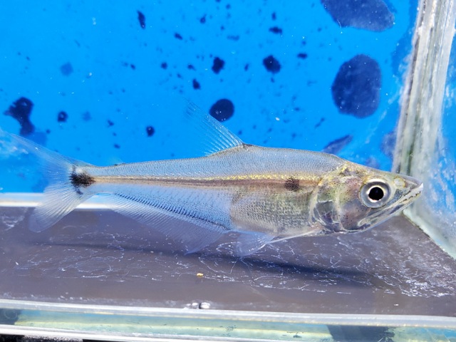 ガレオカラックスsp.ペルー　2026年1月入荷！　