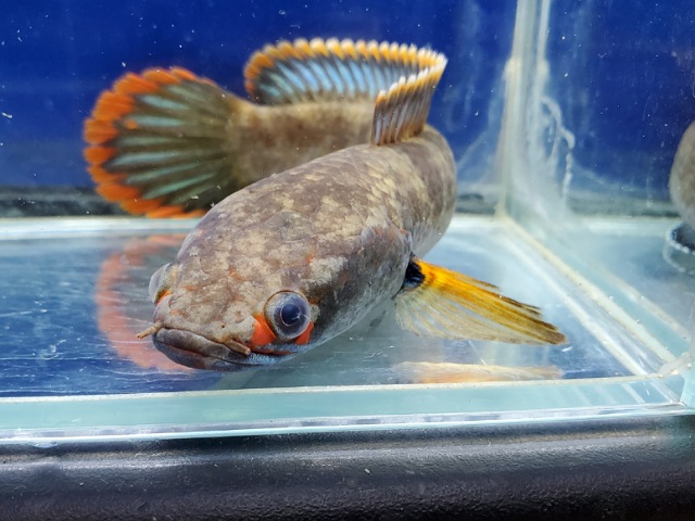 アイズファイヤースネークヘッド