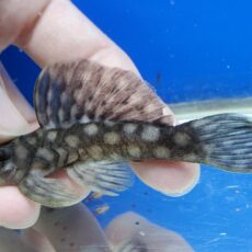 ラージスポットグローボ　2025年12月入荷！