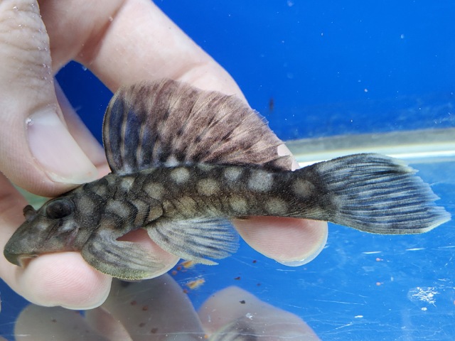 ラージスポットグローボ　2025年12月入荷！